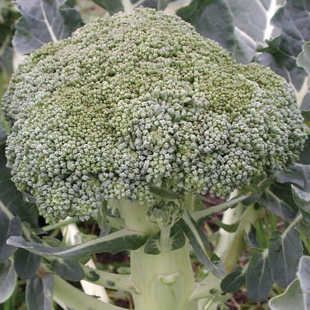 Vegetable Seed, Territorial Seed, Fiesta Broccoli, Brassica Oleracea, April to June Planting - 2