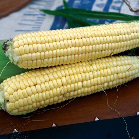 Vegetable Seed, Territorial Seed, Corn, Zea Mays - 2