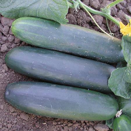 Vegetable Seed, Territorial Seed, Cucumber, Cucumis Sativus - 2