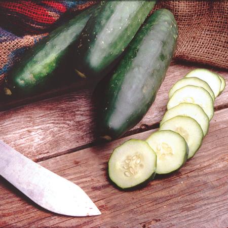 Vegetable Seed, Territorial Seed, Cucumber, Cucumis Sativus - 3