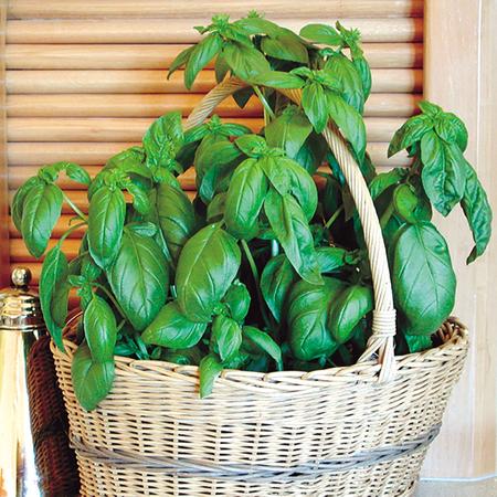 Herb Seed, Territorial Seed, Sweet Basil, Ocimum Basilicum - 2