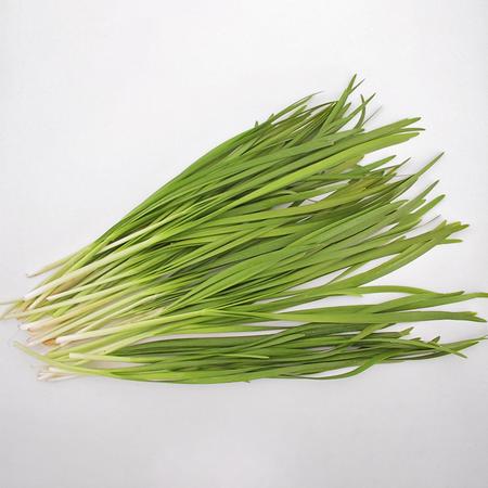 Herb Seed, Territorial Seed, Nira Garlic Chives, Allium Tuberosum - 2