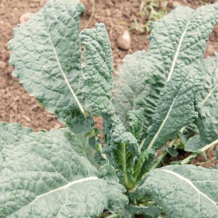 Vegetable Seed, Territorial Seed, Kale, Brassica Oleracea, Acephala, June to July Planting - 2