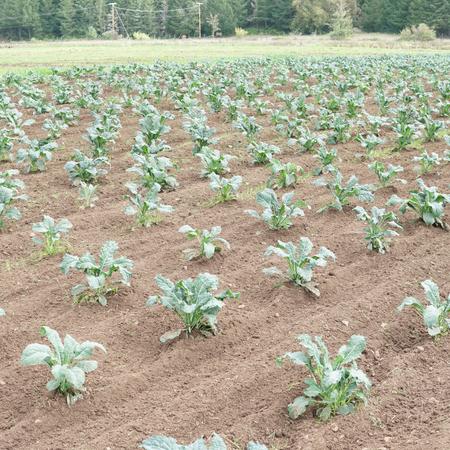 Vegetable Seed, Territorial Seed, Kale, Brassica Oleracea, Acephala, June to July Planting - 3