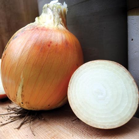 Vegetable Seed, Territorial Seed, Onion, Allium Cepa - 3