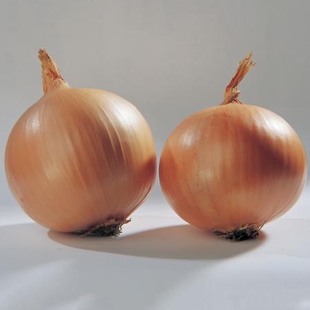 Vegetable Seed, Territorial Seed, Onion, Allium Cepa - 4