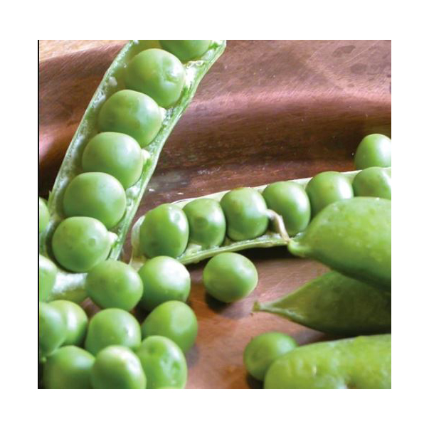 Vegetable Seed, Territorial Seed, Pea, Pisum Sativum, July Planting - 2