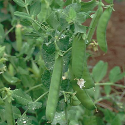 Vegetable Seed, Territorial Seed, Pea, Pisum Sativum, July Planting - 2