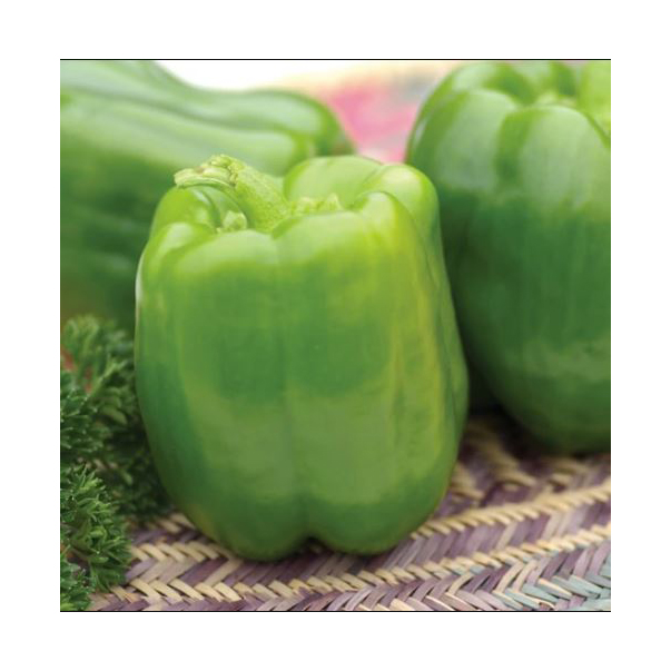 Vegetable Seed, Territorial Seed, Pepper, Capsicum Annuum - 2