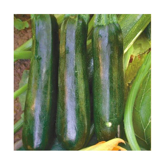Vegetable Seed, Territorial Seed, Summer Squash, Cucurbita Spp. - 2