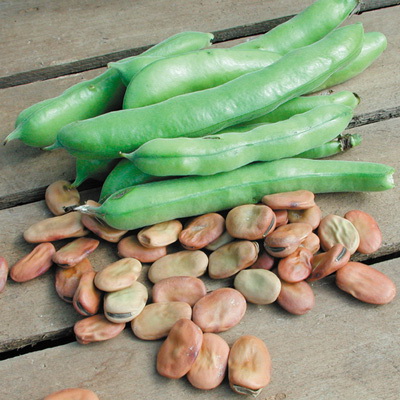 Vegetable Seed, Territorial Seed, Fava Beans, Vicia Faba, September to October Planting, 1 oz - 2