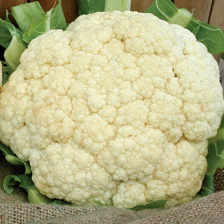 Vegetable Seed, Territorial Seed, Cauliflower, Brassica Oleracea, Botrytis, April to June Planting, 0.25 g - 2