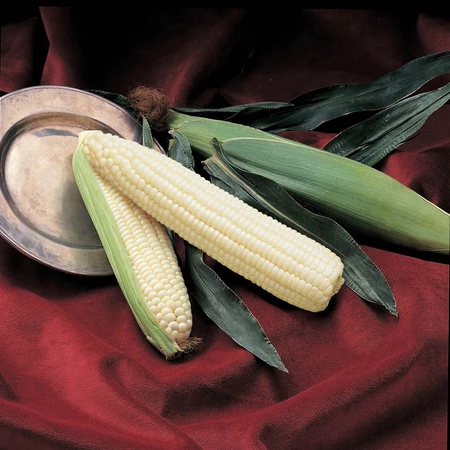 Vegetable Seed, Territorial Seed, Corn, Zea Mays, 1 oz - 2