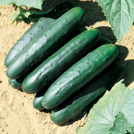 Vegetable Seed, Territorial Seed, Cucumber, Cucumis Sativus - 2