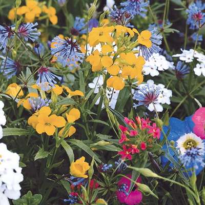 Flower Seed, Territorial Seed, Flower Mixes, Summer Bloom, Assorted Bloom, 1 g - 2