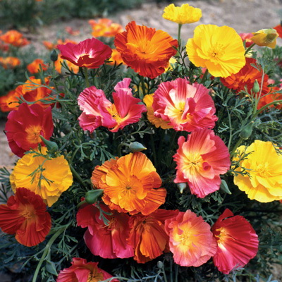 Flower Seed, Territorial Seed, California Poppy, Eschscholzia Californica, Fall Planting, Spring to Summer Bloom - 2