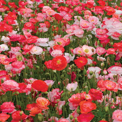 Flower Seed, Territorial Seed, Poppy, Papaver Rhoeas, Mid to Late Summer Bloom, 0.125 g - 2