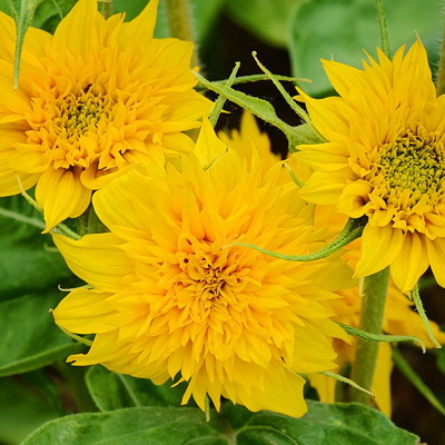 Flower Seed, Territorial Seed, Sunflower, Helianthus Annuus, Yellow Bloom, 1 g - 2