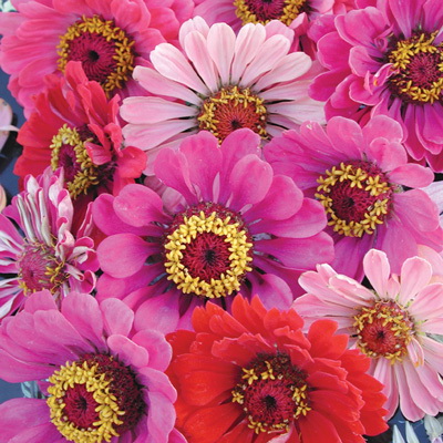 Flower Seed, Territorial Seed, Zinnia, Zinnia Elegans, Summer to Rainy Bloom, 1 g - 2