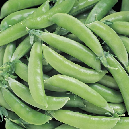 Vegetable Seed, Territorial Seed, Pea, Pisum Sativum, July Planting, Fall Harvest - 2
