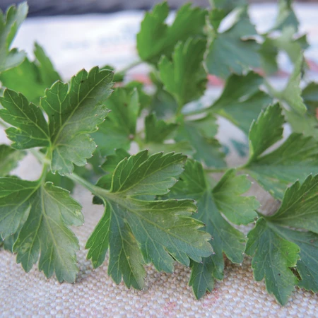 Herb Seed, Territorial Seed, Parsley, Petroselinum Crispum - 2