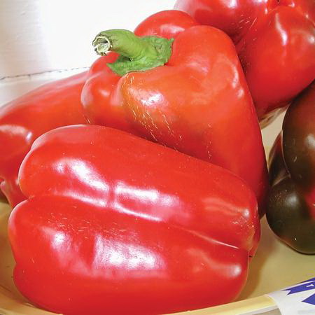 Vegetable Seed, Territorial Seed, Pepper, Capsicum Annuum - 2