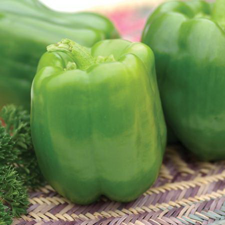 Vegetable Seed, Territorial Seed, Pepper, Capsicum Annuum - 3