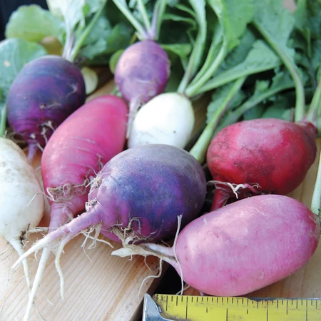 Vegetable Seed, Territorial Seed, Radish, Raphanus Sativus, Mid-August to Mid-September Planting, Fall Harvest - 2