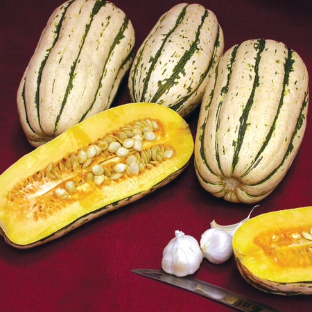 Vegetable Seed, Territorial Seed, Squash, Cucurbita Spp. - 2