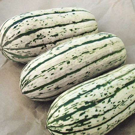 Vegetable Seed, Territorial Seed, Squash, Cucurbita Spp. - 3