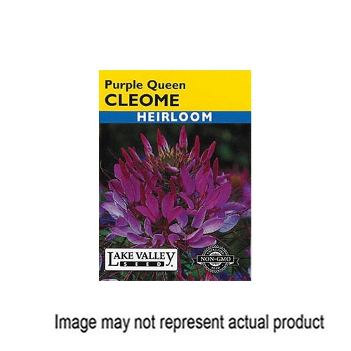 Lake Valley Seed 1786 Flower Seed, Cleome, Cleome Hassleriana, Summer Bloom, Purple Bloom - 1