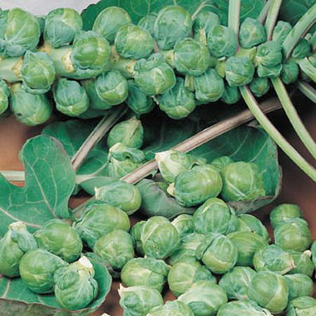 Territorial Seed BS123/S
