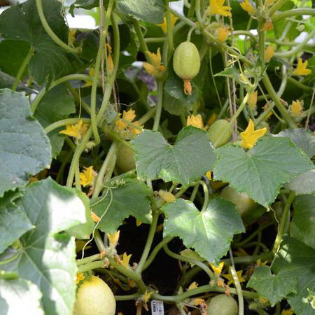 Territorial Seed CU309/S