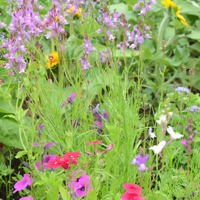 Flower Seed, Territorial Seed, Assorted Hummingbird Bloom mix 2 g - 2
