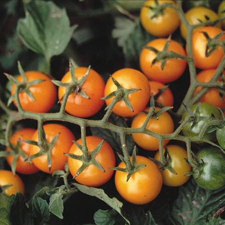 Territorial Seed TM883/S