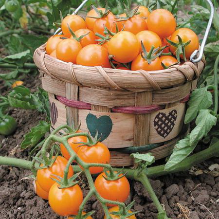 Vegetable Seed, Territorial Seed, Tomato, Lycopersicon Lycopersicum, June Planting - 2