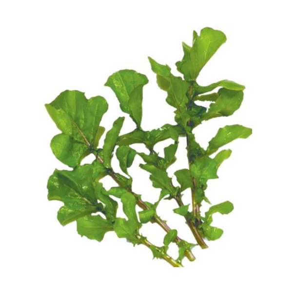Herb Seed, Territorial Seed, Arugula, Eruca Vesicaria - 2