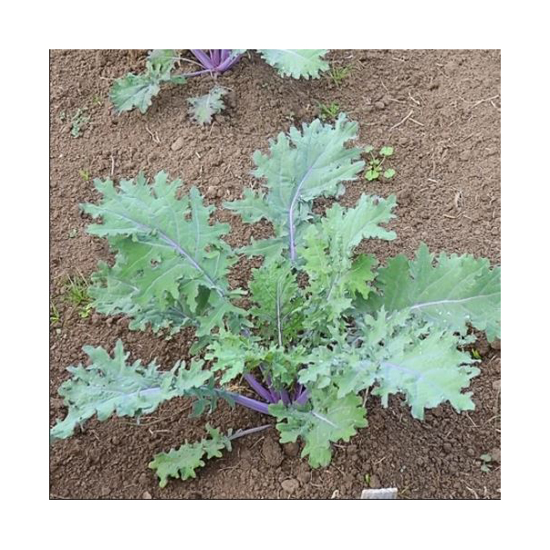 Vegetable Seed, Territorial Seed, Brassica Oleracea, Acephala, June to July Planting - 2
