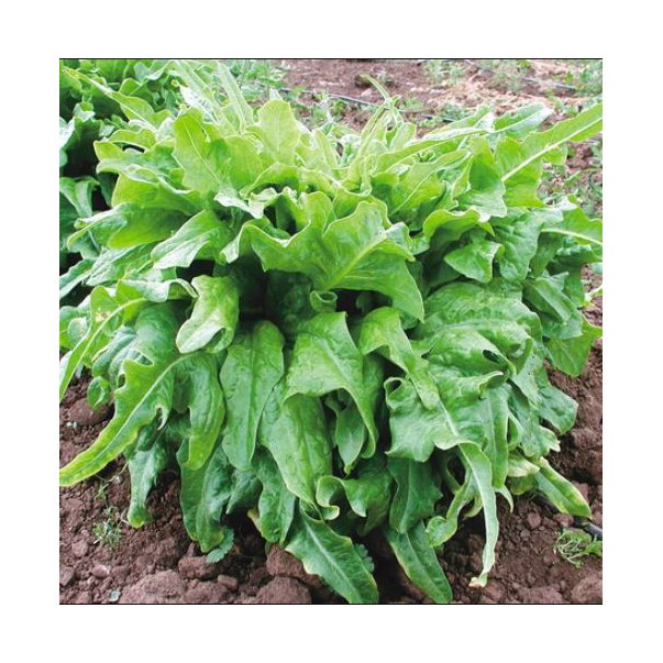 Vegetable Seed, Territorial Seed, Lettuce, Lactuca Sativa - 2