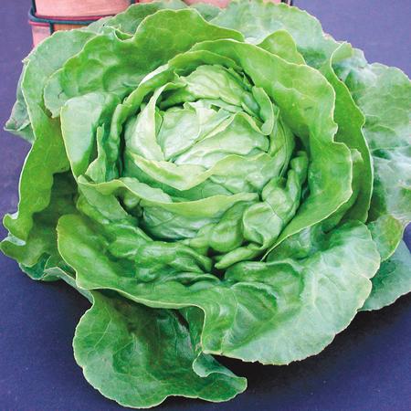 Vegetable Seed, Territorial Seed, Lettuce, Lactuca Sativa - 2