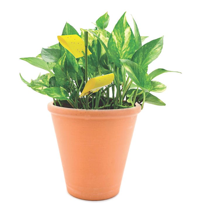 Safer 5026 Houseplant Sticky Stake, Solid, 5-3/8 in L Trap, Yellow Pack - 4