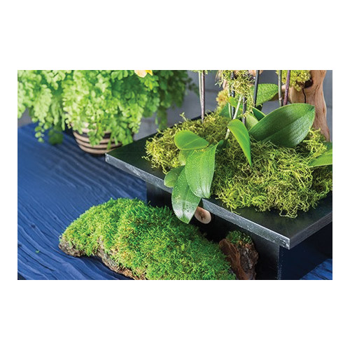 SuperMoss 25320 Preserved Forest Moss, Green, 2 oz Bag