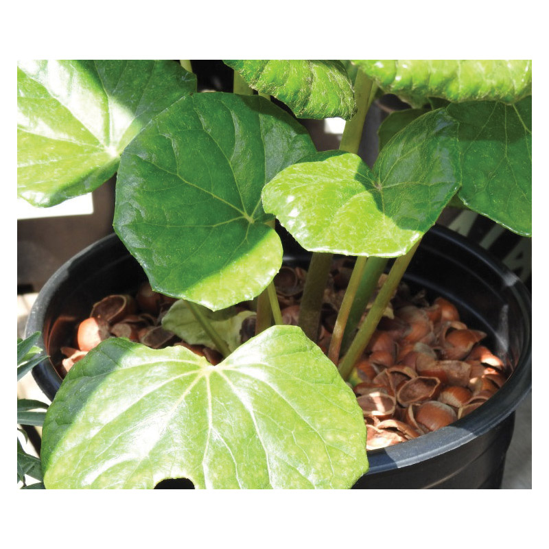 KP's Harvest Time HAZEL MULCH Hazel Shell Mulch, 25 lb - 2