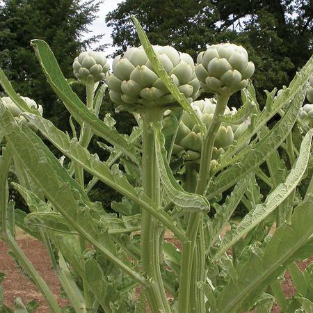 Green Globe Seed, Territorial Seed, Green Globe, Cynara cardunculus var scolymus, January Planting - 2
