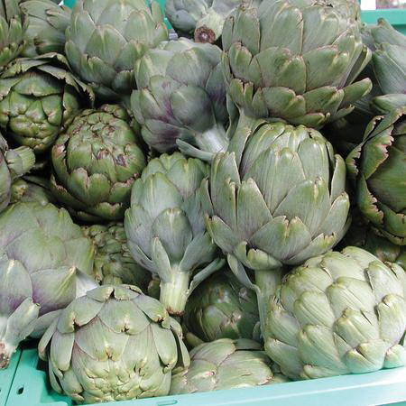 Green Globe Seed, Territorial Seed, Green Globe, Cynara cardunculus var scolymus, January Planting - 3