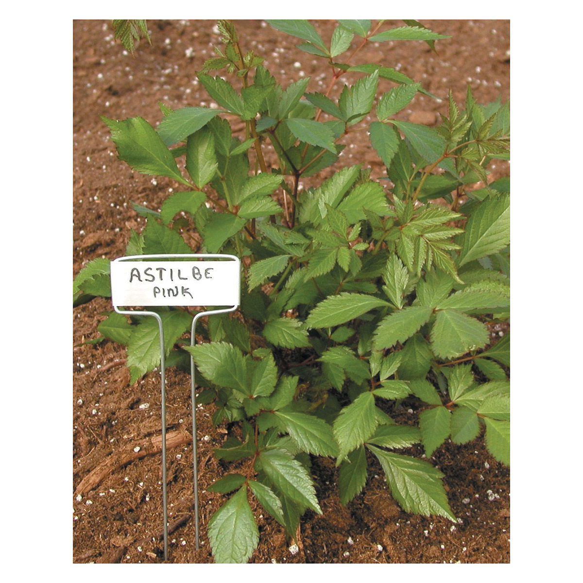 Plant Label, Luster Leaf, Classic Impressions, 10in H, 10 pk - 2