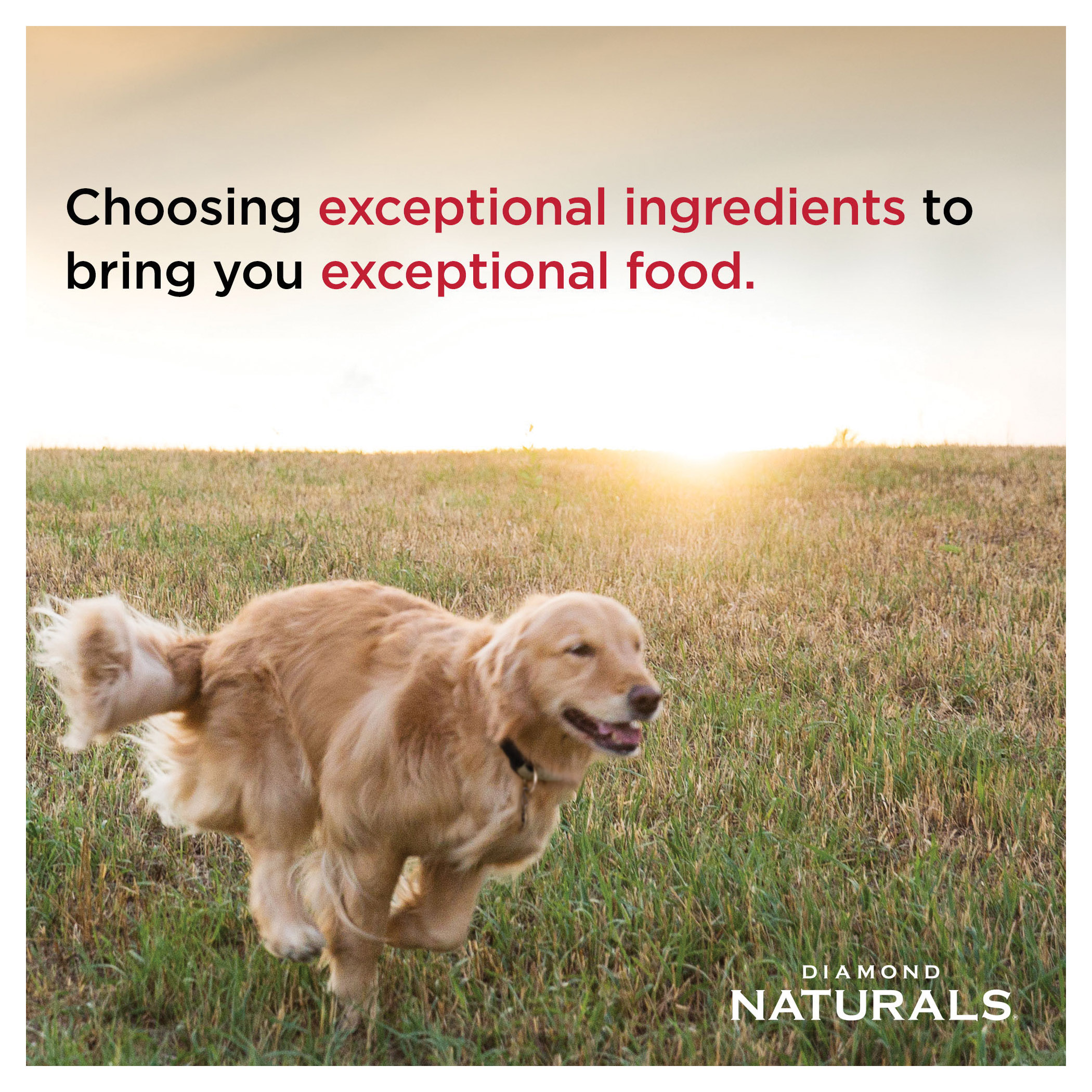 Diamond Naturals 838 Dog Food, Adult, L Breed, Chicken, Rice Flavor, 40 lb