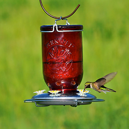 Perky-Pet 786 Bird Feeder, 32 oz, 5-Port/Perch, Glass, Red, 8-1/2 in H, Hanging Mounting