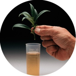 Rooting Kit, Dip 'N Grow, 2 oz, Liquid - 2