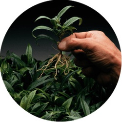 Rooting Kit, Dip 'N Grow, 2 oz, Liquid - 3